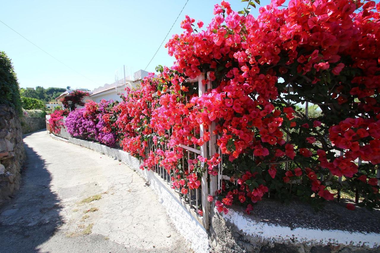 Lacco Terrace Solarium Lacco Ameno  ภายนอก รูปภาพ