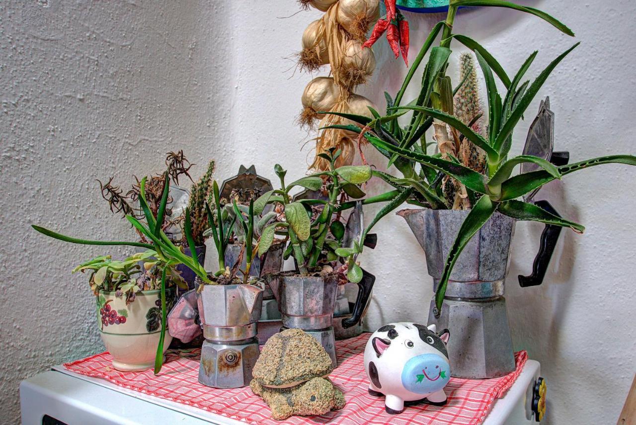 Lacco Terrace Solarium Lacco Ameno  ภายนอก รูปภาพ